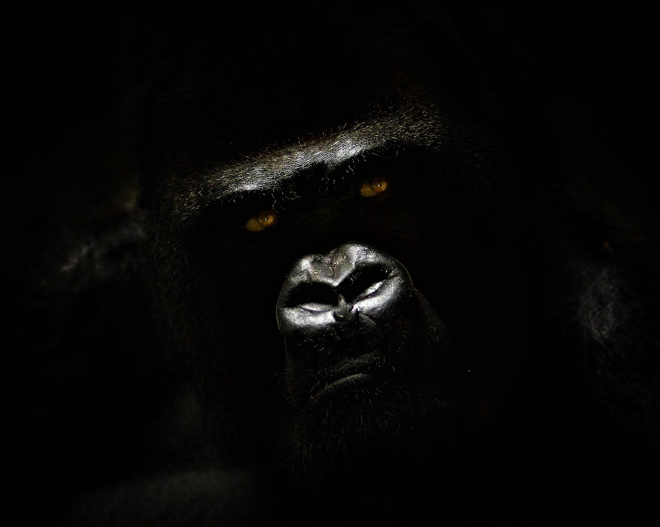 BlackSyn Music Gorilla Mascot